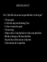 MỘT SỐ GIUN TRÒN KHÁC