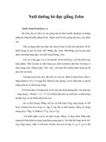 Nuôi dưỡng bò đực giống Zebu