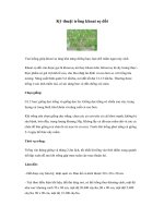 Kỹ thuật trồng khoai sọ đồi