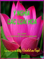 Ý NGHĨA CÁC LOÀI HOA- CÓ NHẠC NỀN GHI TA PHỤ HOẠ