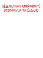 Tap tinh Sau bo