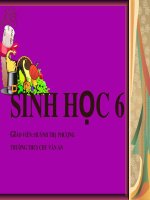 Sinh 6 BIEN DANG CUA THAN