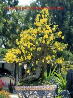 Quần thể sinh vật SINH 9