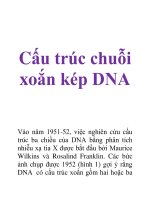 Cấu trúc chuỗi xoắn kép DNA