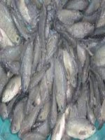 Kỹ thuật nuôi cá rô đồng