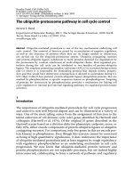 The ubiquitin-proteasome pathway in cell cycle control