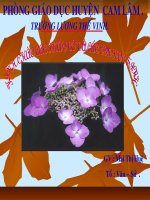 quê hương tê hanh