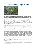 Cỏ đuôi lươn trị hậu sản