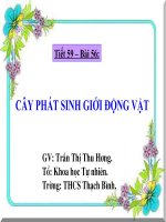 Cay phat sinh gioi dong vat