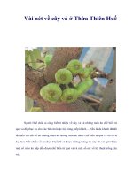 Vài nét về cây vả ở Thừa Thiên Huế