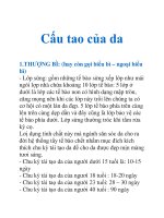 Cấu tao của da