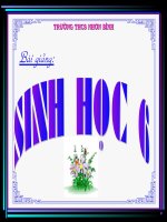 Cấu tạo thân non