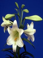 dinh nghia dao ham (rat hay)