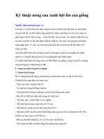 Kỹ thuật ương cua xanh bột lên cua giống