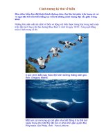 ảnh tưoợng kỳ thú về biển