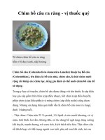 Chim bồ câu ra ràng - vị thuốc quý