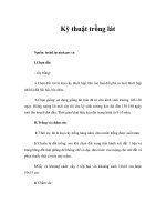 Kỹ thuật trồng lát