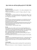 Quy trình sản xuất hạt giống ngô lai F1 HQ 2000