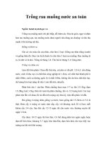 Trồng rau muống nước an toàn