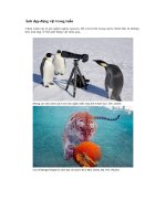 Ảnh đẹp động vật 1