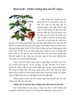 Bạch truật - Thuốc trường sinh của đế vương