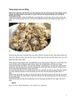 Bài thuốc chữa gãy chân(ST)