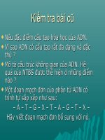 Tiết 16 : ADN và bản chất của gen