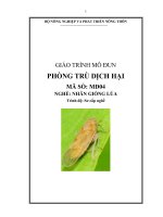 GIÁO TRÌNH MÔ ĐUN PHÒNG TRÙ DỊCH HẠI - NGHỀ: NHÂN GIỐNG LÚA