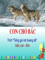 con chó bấc- Nguyễn Thị Thiềm
