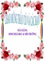 CHƯƠNG IV: QUẦN XÃ SINH VẬT