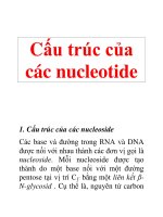 Cấu trúc của các nucleotide