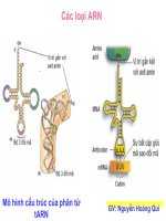 Cơ chế tổng hợp ADN