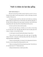 Nuôi và chăm sóc lợn đực giống