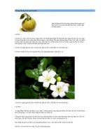 Công dụng của Bưởi.