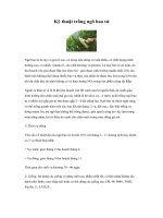 Kỹ thuật trồng ngô bao tử