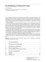 The Morphology of Filamentous Fungi