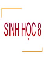 các cơ quan tiêu hóa hấp dẫn nè