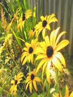 Bài 18 : cân bằng vật có trục cố định 10 cơ bản