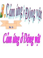 cam ung o dong vat