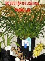 Bo suu tap 101 loai hoa Phong Lan