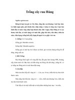 Trồng cây rau Húng