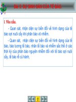 SỰ SINH SẢN CỦA TẾ BÀO.
