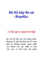 Hệ Hô hấp Bò sát (Reptilia)
