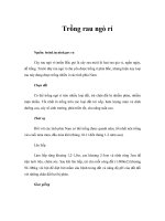 Trồng rau ngò rí