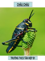 bài 27 Đa dạng đặc điểm chung của lớp sâu bọ.anhthu