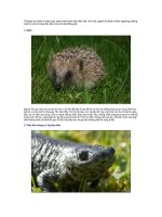 12 LOẠI ĐỘNG VẬT CỰC KHÔN TRONG CẠNH TRANH SINH TỒN