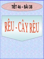 Rêu - cây rêu