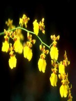 giao an HG_20-11-2010