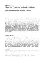 Molecular Farming of Antibodies in Plants