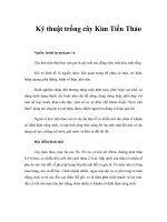 Kỹ thuật trồng cây Kim Tiền Thảo